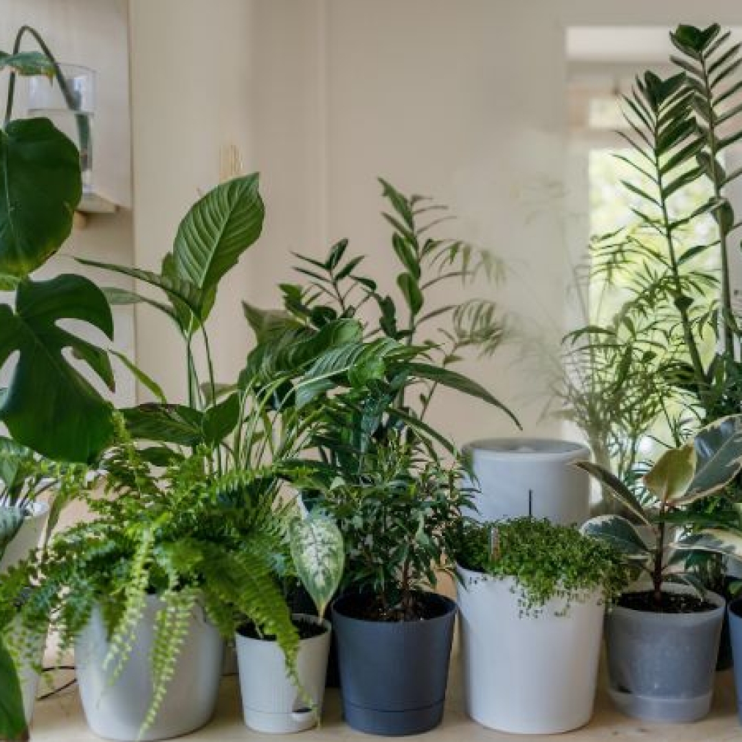 When choosing a house plant - do you consider its health benefits?