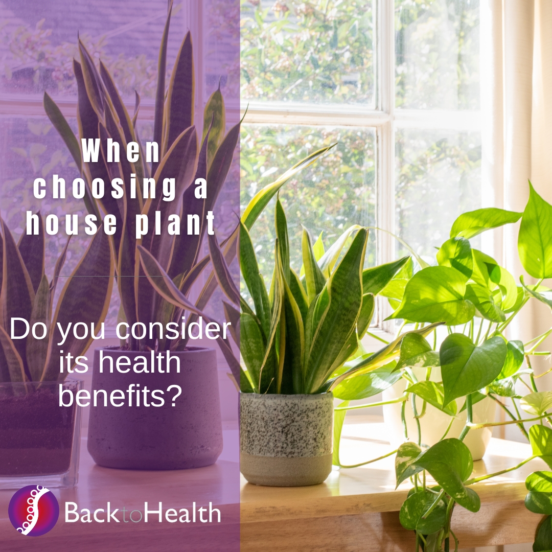 When choosing a house plant - do you consider its health benefits?