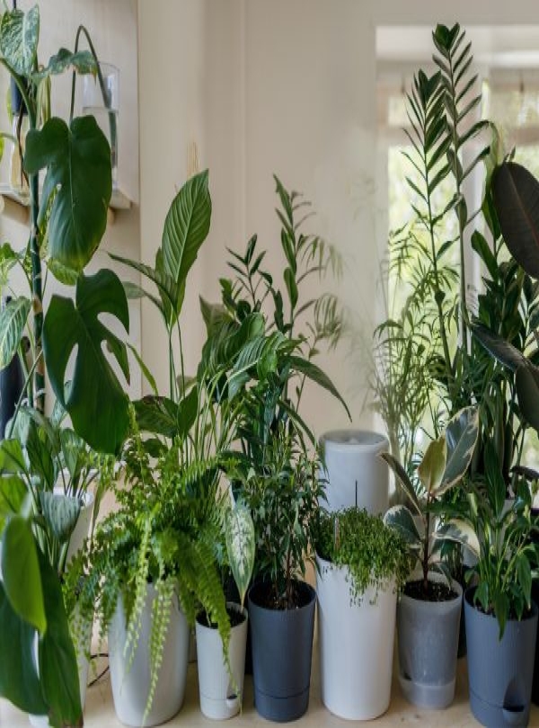 When choosing a house plant - do you consider its health benefits?